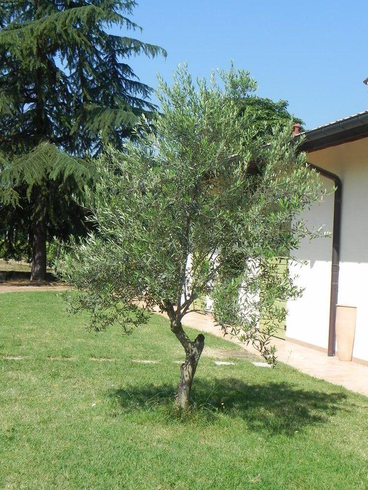 Caterina Residence Faenza Luaran gambar